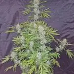 Auto Fractal (Outdoor) Contest Plant #1