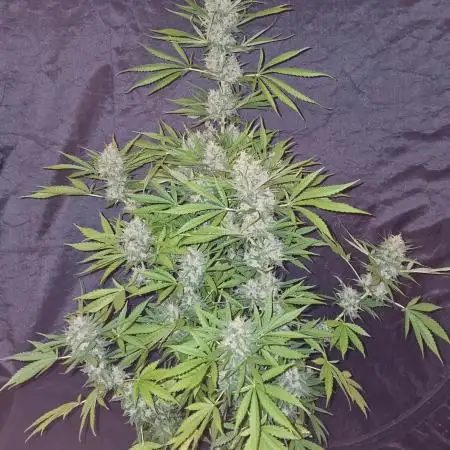 Auto Fractal (Outdoor) Contest Plant #1