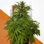 White Widow F1 (Outdoor) Zamnesia