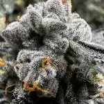 Purple City Genetics