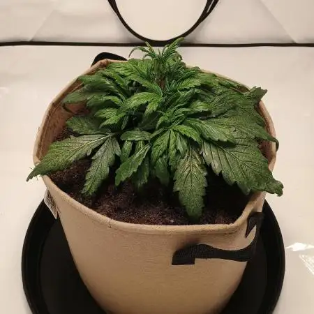 Gorilla Zkittlez Auto