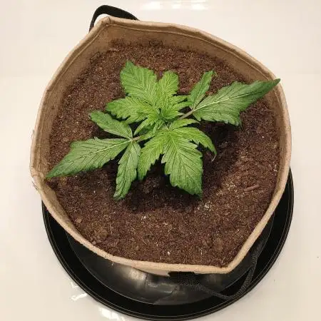 Gorilla Zkittlez Auto