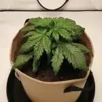Gorilla Zkittlez Auto