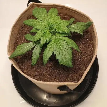 Gorilla Zkittlez Auto