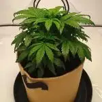 Gorilla Zkittlez Auto
