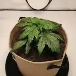 Gorilla Zkittlez Auto