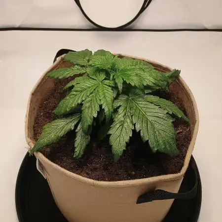 Gorilla Zkittlez Auto