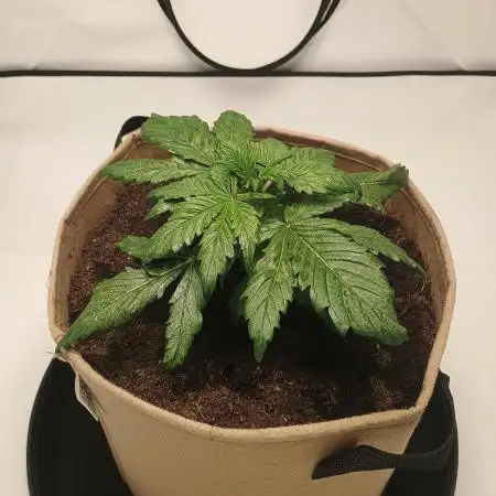 Gorilla Zkittlez Auto