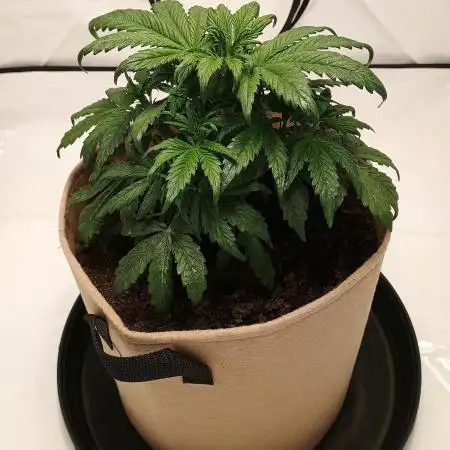 Gorilla Zkittlez Auto