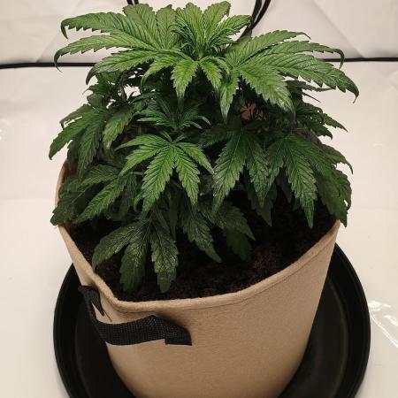 Gorilla Zkittlez Auto
