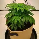 Gorilla Zkittlez Auto