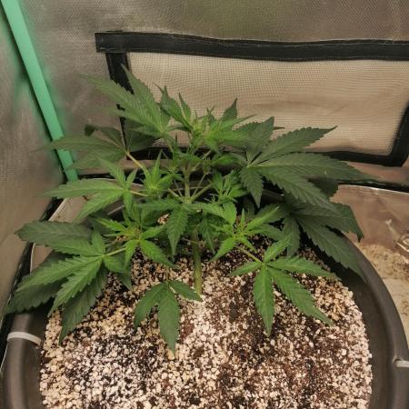 Apple Fritter Auto