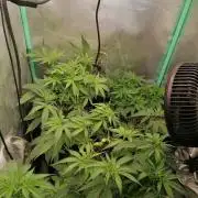 Kush and Gelato grow