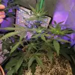Apple Fritter Auto