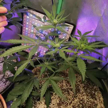 Apple Fritter Auto