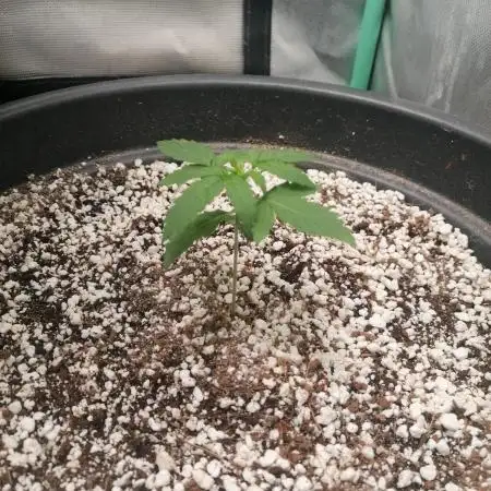 Milky Way F1 auto