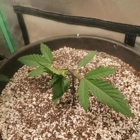 Apple Fritter Auto