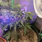 Apple Fritter Auto