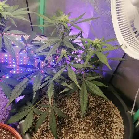 Apple Fritter Auto