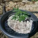 Milky Way F1 auto