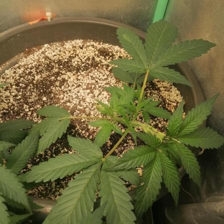 Apple Fritter Auto