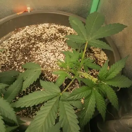Apple Fritter Auto