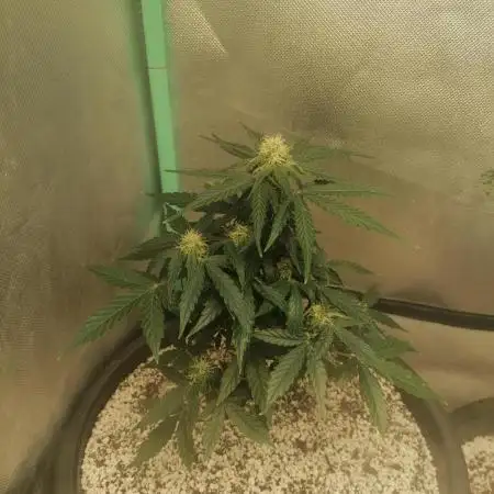 Milky Way F1 auto
