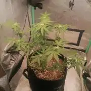 Apple Fritter Auto
