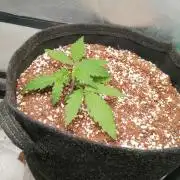 Apple Fritter Auto