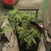 Apple Fritter Auto