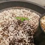 Milky Way F1 auto