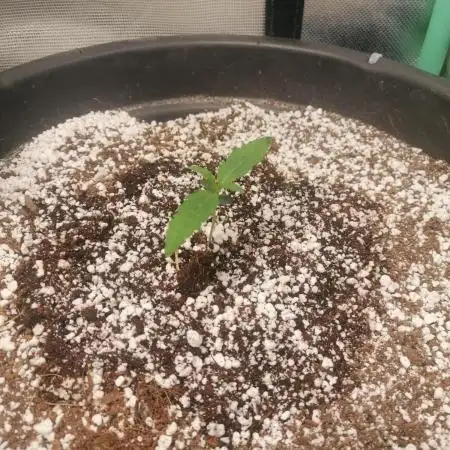 Apple Fritter Auto
