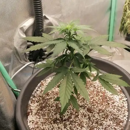Milky Way F1 auto