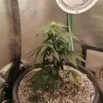 Milky Way F1 auto