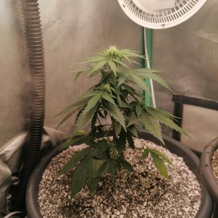 Milky Way F1 auto