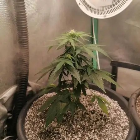 Milky Way F1 auto