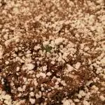 Apple Fritter Auto