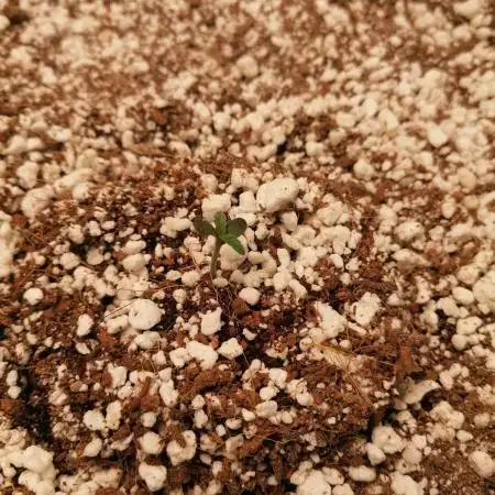 Apple Fritter Auto