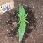 MrFastBuds513