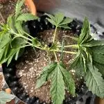 Raspberry Critical Kush Feminisiert