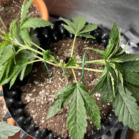 Raspberry Critical Kush Feminisiert