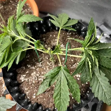 Raspberry Critical Kush Feminisiert