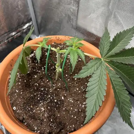 Raspberry Critical Kush Feminisiert