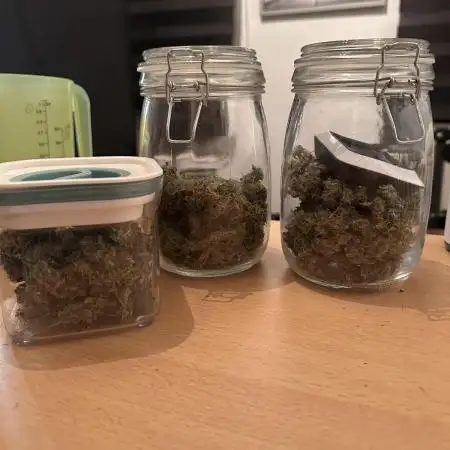Purple Skunk Automatic Sensi Seed