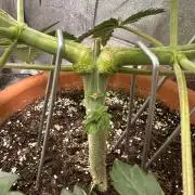 Sticky Broccoli/Eternity Grow Cup 2026