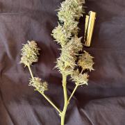 Sticky Broccoli/Eternity Grow Cup 2026