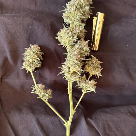 Sticky Broccoli/Eternity Grow Cup 2026