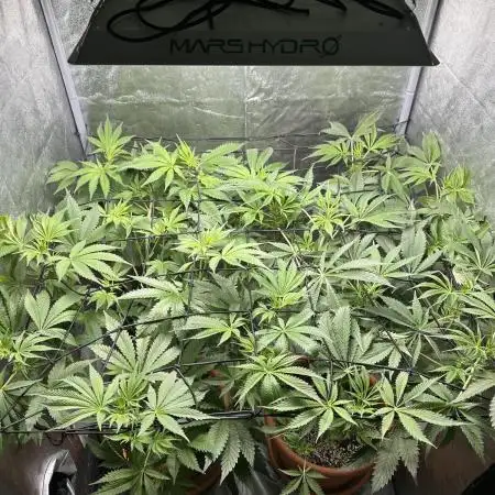 Sticky Broccoli/Eternity Grow Cup 2026