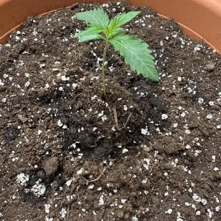 Raspberry Critical Kush Feminisiert