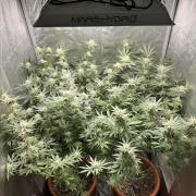 Sticky Broccoli/Eternity Grow Cup 2026